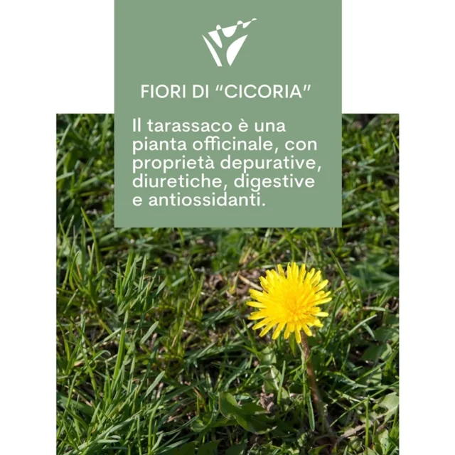 LE NOSTRE MATERIE PRIME - I FIORI DI "CICORIA"
Nel linguaggio della Valle, la "cicoria" non è altro che la pianta di tarassaco, le cui foglie, cuori e fiori sono immancabili nella cucina tradizionale delle nostre montagne.
A testimoniare la resilienza dei montanari di un tempo, capaci di trarre il meglio dall'aspro ambiente prealpino, sta la ricetta del cosiddetto "miele dei poveri", che la nostra chef Greta ancora oggi prepara nella cucina del Resù.
Facendo bollire i fiori di tarassaco e aggiungendo zucchero, si ottiene infatti uno sciroppo dolce e ambrato, carico del profumo e del sapore dei fiori, che i nostri nonni preparavano per sostituire il troppo costoso miele delle api.
Greta, che ama reinterpretare la tradizione, lo utilizza nei suoi dessert, oppure in abbinamento ai formaggi locali in alternativa alle confetture.
Non va dimenticato, in fine, che il tarassaco è una pianta officinale, della quale fin dall'antichità sono note le proprietà medicamentose: tanto lo sciroppo quanto l'infuso di fiori essiccati sono apprezzati per le loro proprietà depurative, diuretiche, digestive e antiossidanti.
#alresù #ristorantealresù #alimurgia #tarassaco #valcamonica #vallecamonica #slowfood #slowfooditalia #erbespontanee #erbe #erbeofficinali